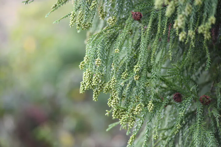 花粉症の原因になる植物